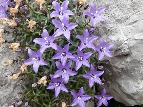 Foto dokumenter Campanula waldsteiniana