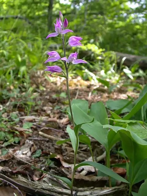 Foto dokumenter Cephalanthera rubra