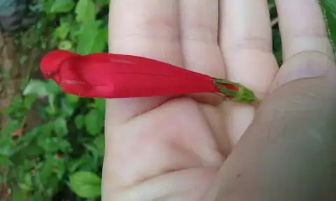 Foto dokumenter Centropogon coccineus