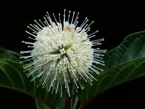 Foto dokumenter Cephalanthus tetrandrus