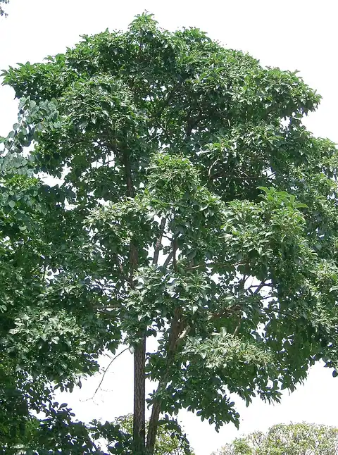 Foto dokumenter Chionanthus retusus
