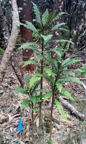 Foto dokumenter Cyanea stictophylla