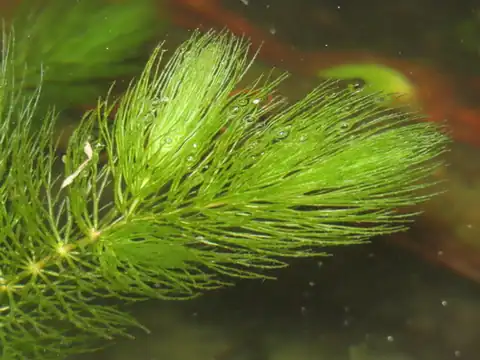 Foto dokumenter Ceratophyllum demersum