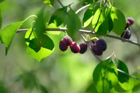 Foto dokumenter Forestiera acuminata
