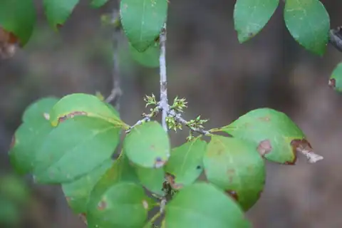 Foto dokumenter Forestiera ligustrina