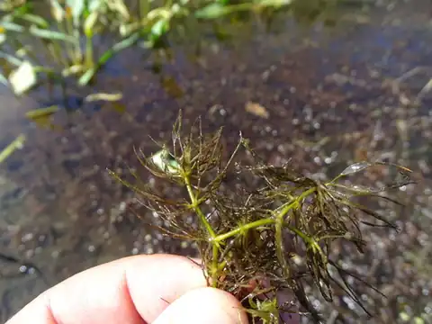 Foto dokumenter Ceratophyllum submersum