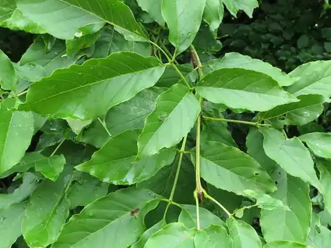 Foto dokumenter Fraxinus chinensis