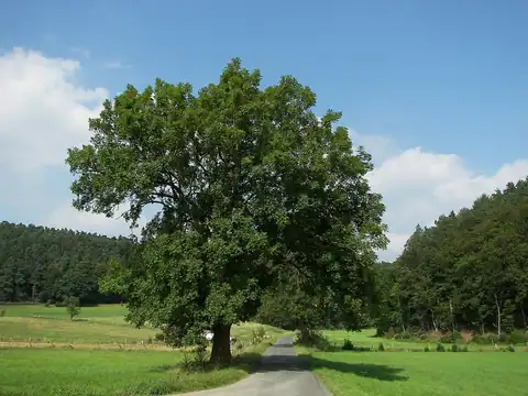 Foto dokumenter Fraxinus excelsior