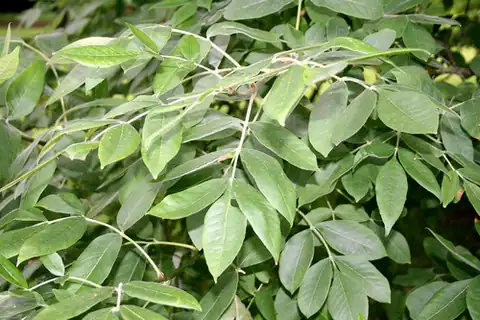 Foto dokumenter Fraxinus latifolia