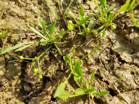 Foto dokumenter Helanthium tenellum
