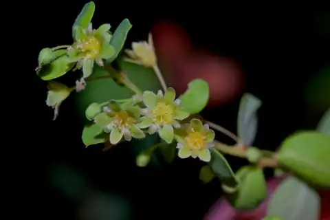 Foto dokumenter Phyllanthopsis phyllanthoides