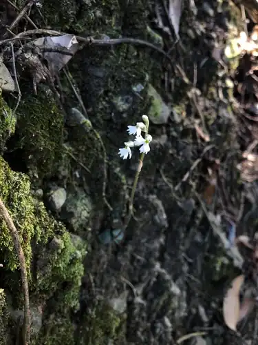 Foto dokumenter Cheirostylis chinensis