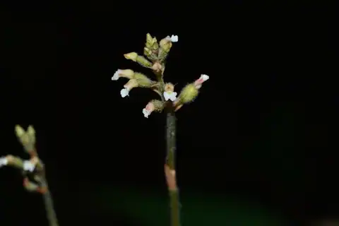 Foto dokumenter Cheirostylis parvifolia