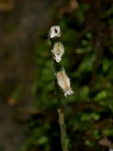 Foto dokumenter Cheirostylis takeoi