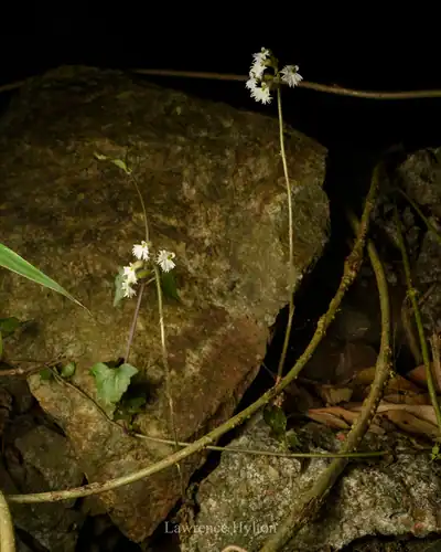 Foto dokumenter Cheirostylis yunnanensis