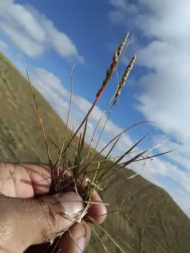 Foto dokumenter Agrostis tolucensis