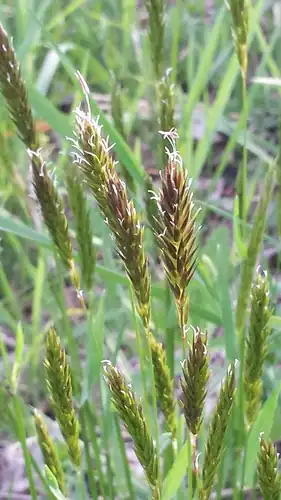 Foto dokumenter Anthoxanthum odoratum