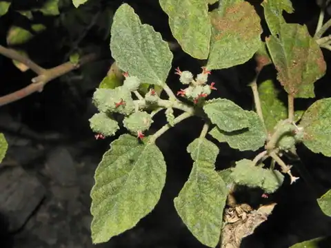 Foto dokumenter Chrozophora rottleri