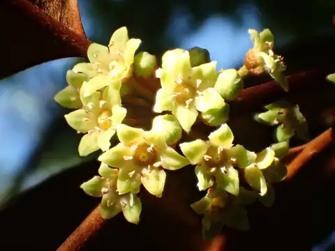 Foto dokumenter Chrysophyllum cainito