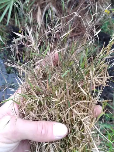 Foto dokumenter Dichanthelium lucidum