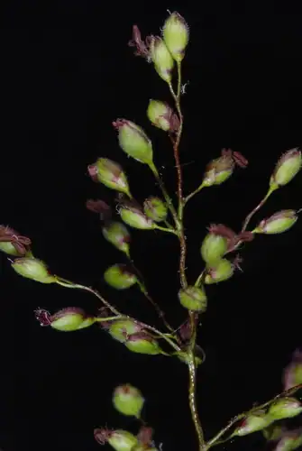 Foto dokumenter Dichanthelium mattamuskeetense