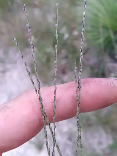 Foto dokumenter Digitaria filiformis