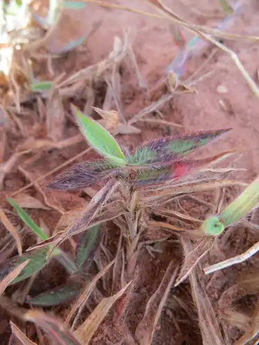 Foto dokumenter Digitaria longiflora