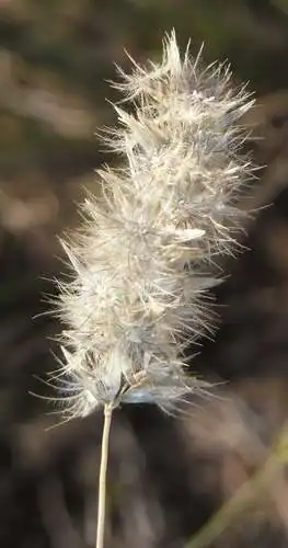 Foto dokumenter Enneapogon nigricans