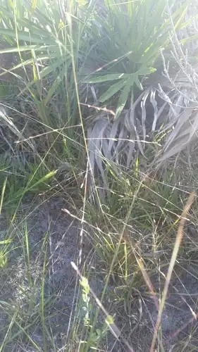Foto dokumenter Eragrostis refracta