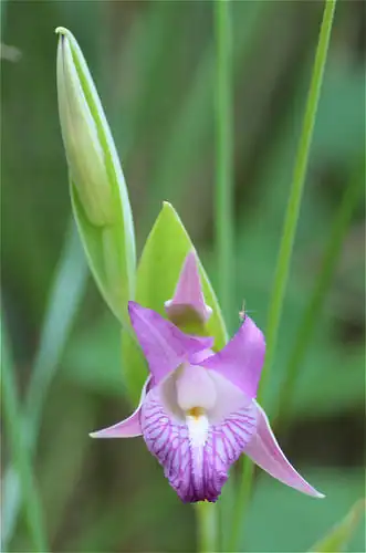 Foto dokumenter Cleistes rosea
