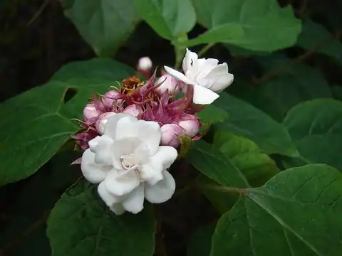 Foto dokumenter Clerodendrum chinense