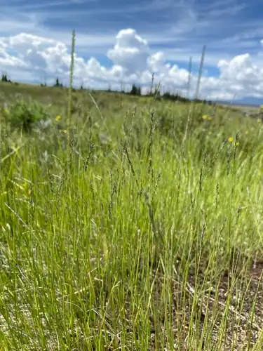 Foto dokumenter Muhlenbergia filiformis