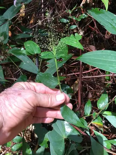 Foto dokumenter Panicum brevifolium