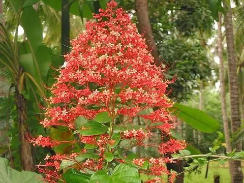 Foto dokumenter Clerodendrum paniculatum