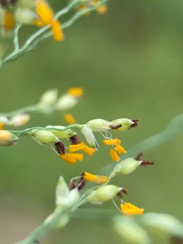 Foto dokumenter Panicum repens