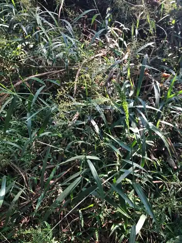Foto dokumenter Panicum sarmentosum