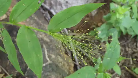 Foto dokumenter Panicum trichoides