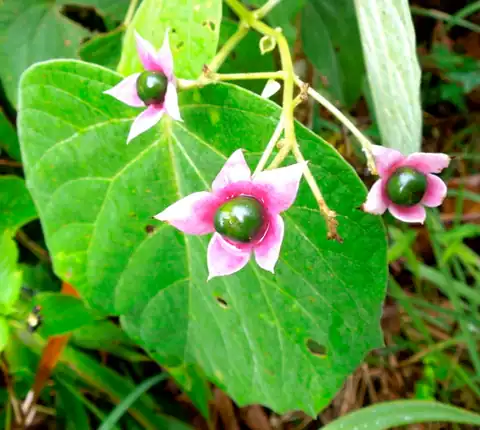 Foto dokumenter Clerodendrum villosum