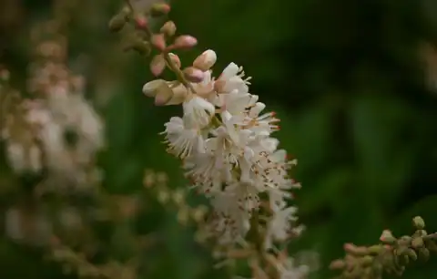 Foto dokumenter Clethra alnifolia