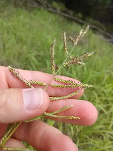 Foto dokumenter Paspalum malacophyllum
