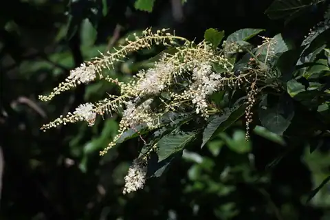 Foto dokumenter Clethra barbinervis