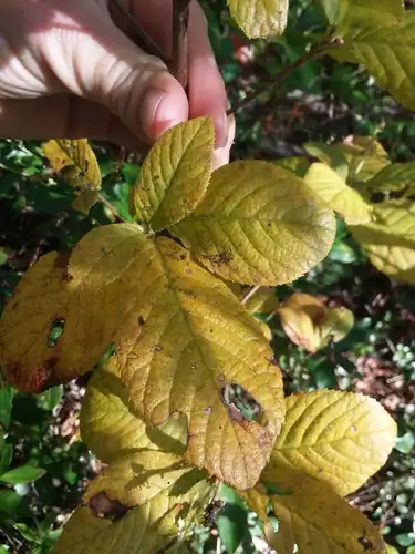 Foto dokumenter Clethra tomentosa