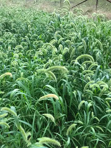 Foto dokumenter Setaria italica