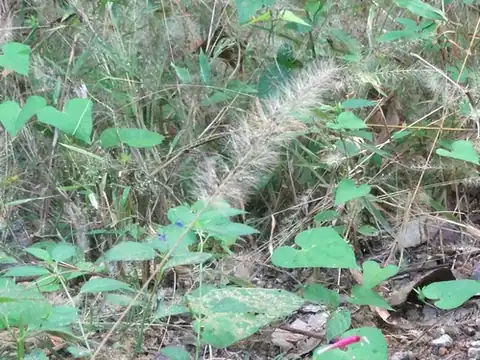 Foto dokumenter Setaria liebmannii