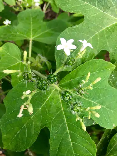 Foto dokumenter Cnidoscolus urens
