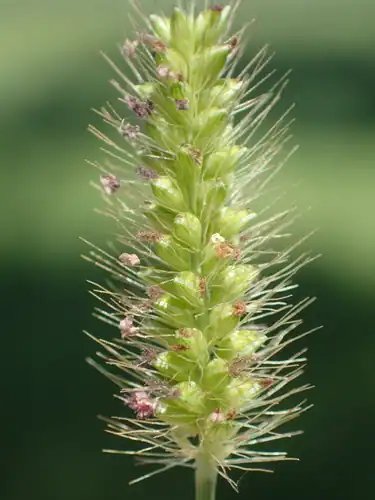 Foto dokumenter Setaria parviflora
