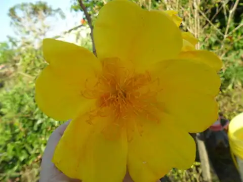 Foto dokumenter Cochlospermum regium