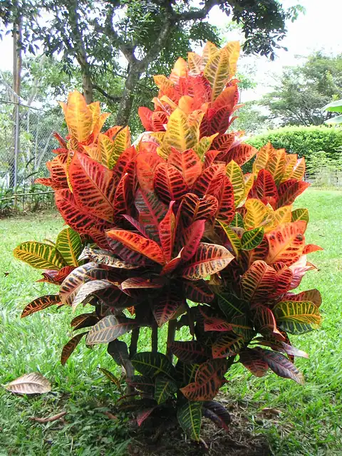 Foto dokumenter Codiaeum variegatum