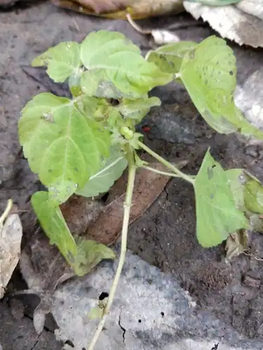 Foto dokumenter Acalypha deamii