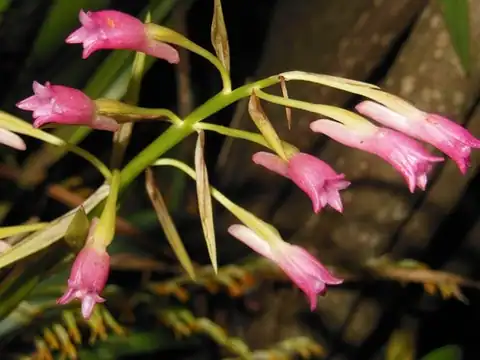 Foto dokumenter Coelia guatemalensis